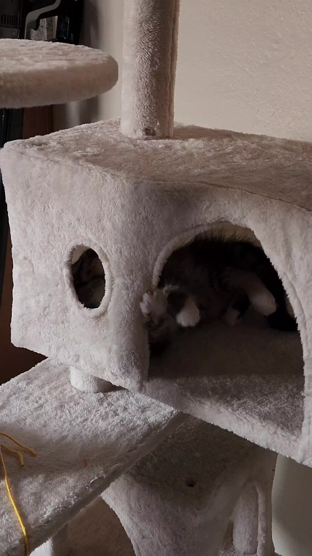 @Superkitties