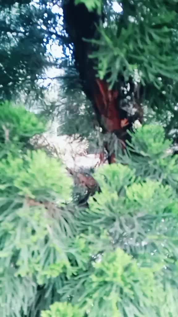 @Sarswaty Adhikari