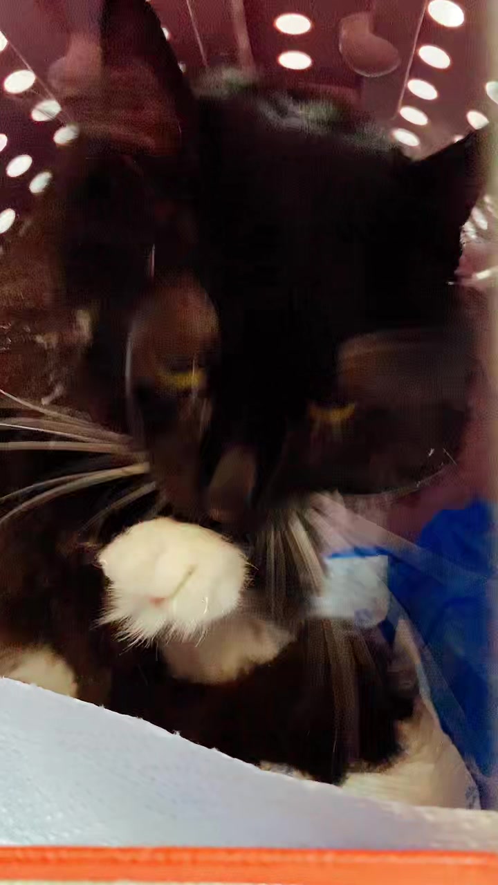 @КОТ МУЖИК 🐾