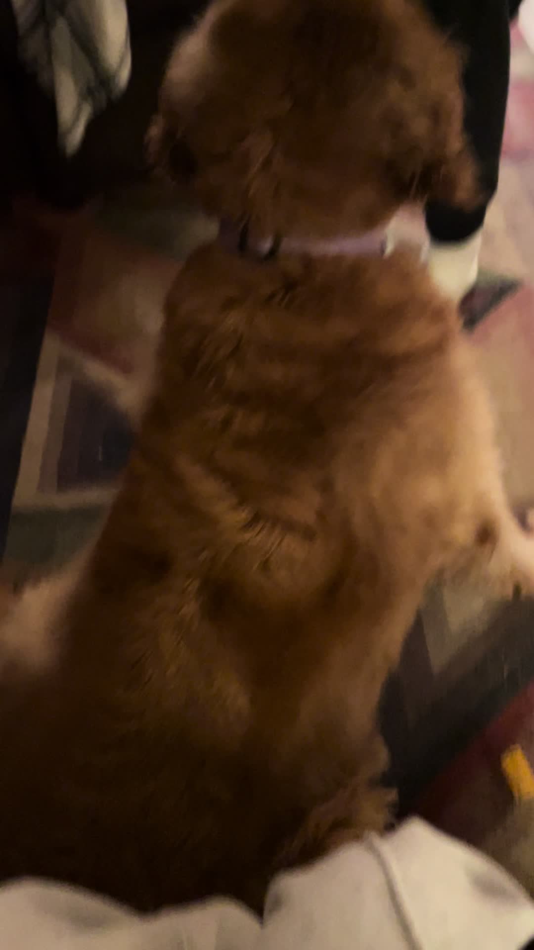 @motel cats