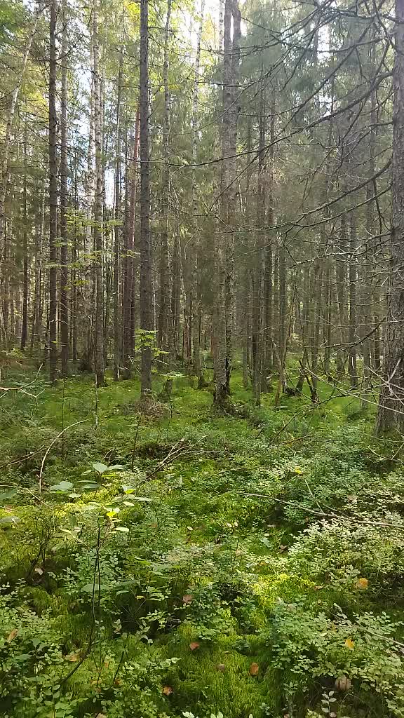 @Светлана Мнацаканян