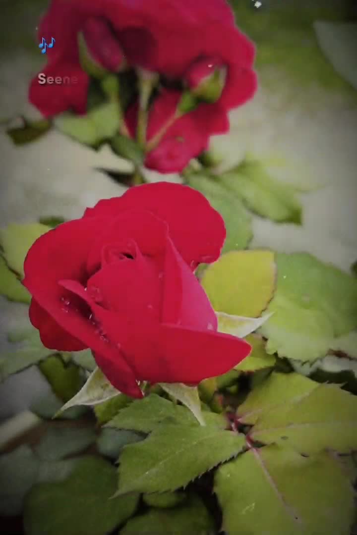 @Anshu🖤💮✨🦋