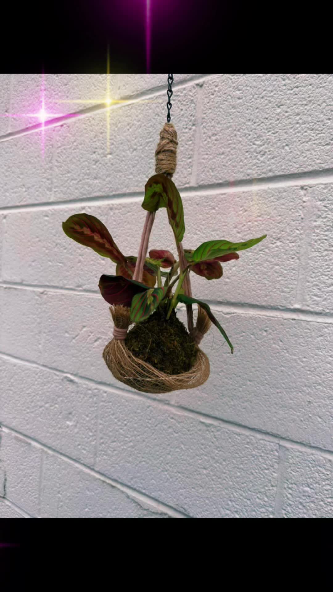 @Art-Plant-Upcycle