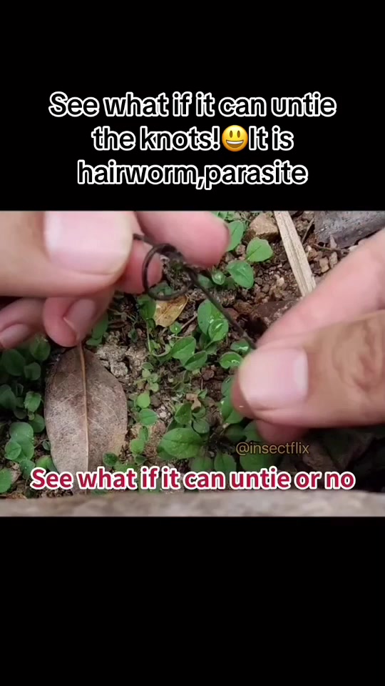 @InsectFlix