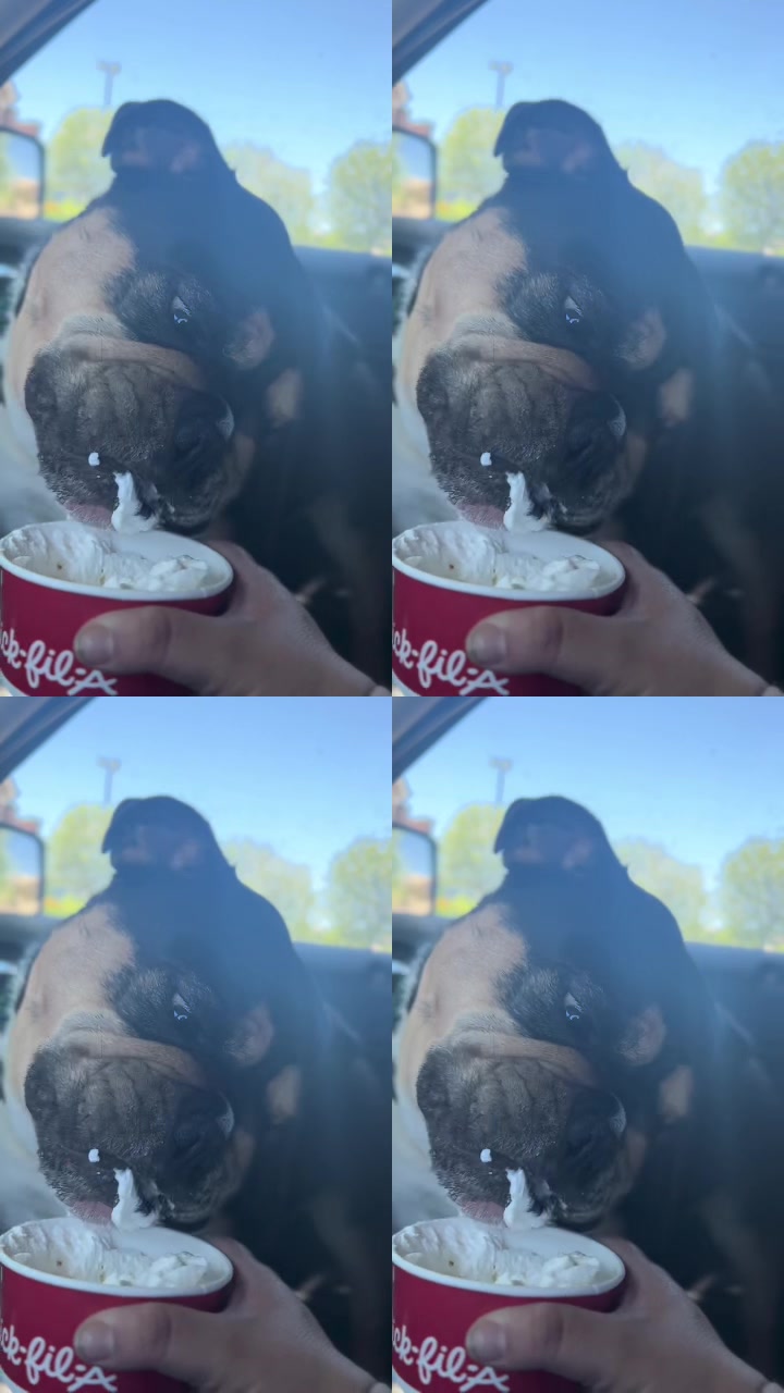 @caninecaravan615