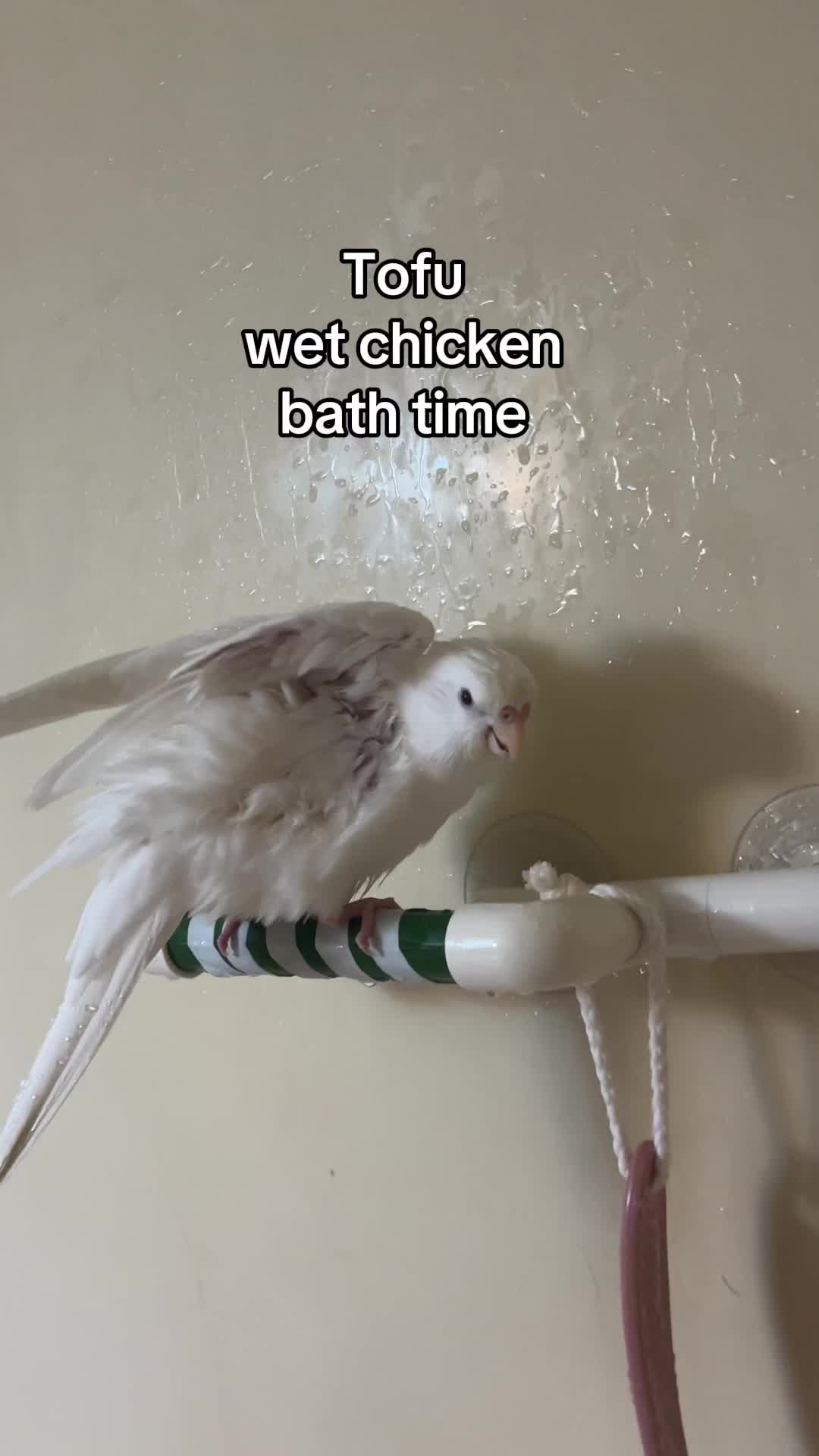 @pups & parrots