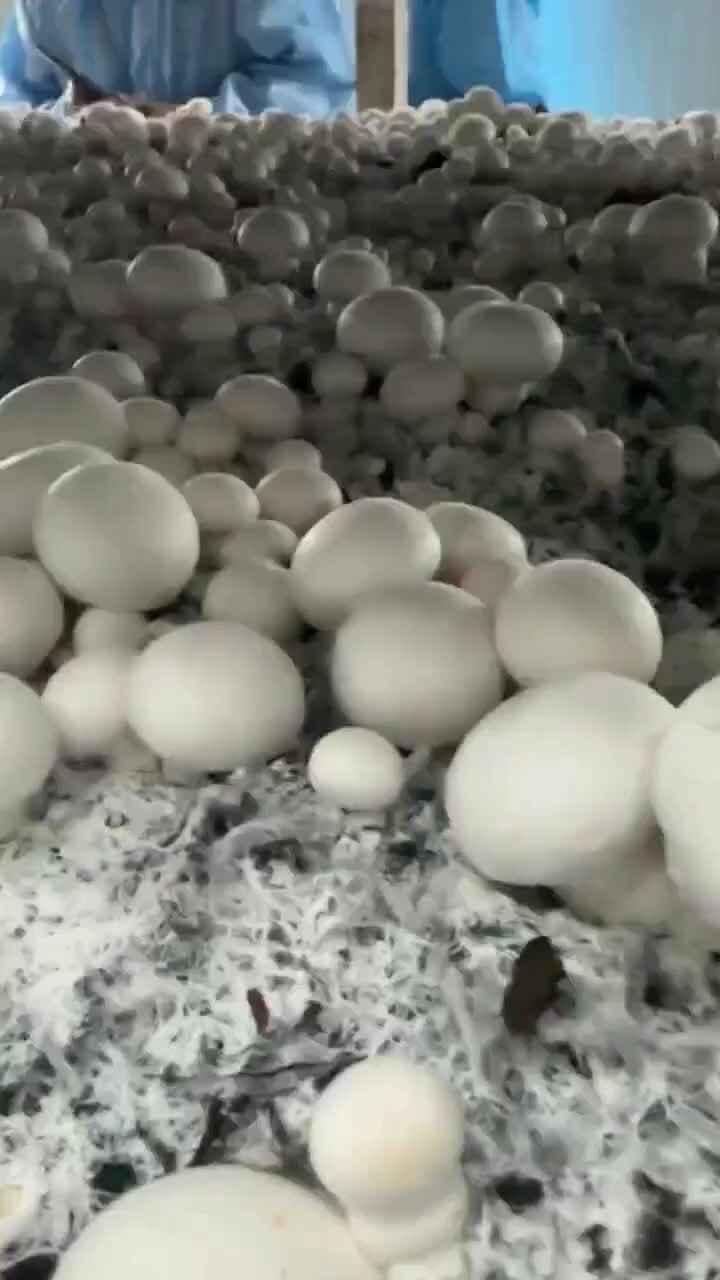 @satrisemushroom