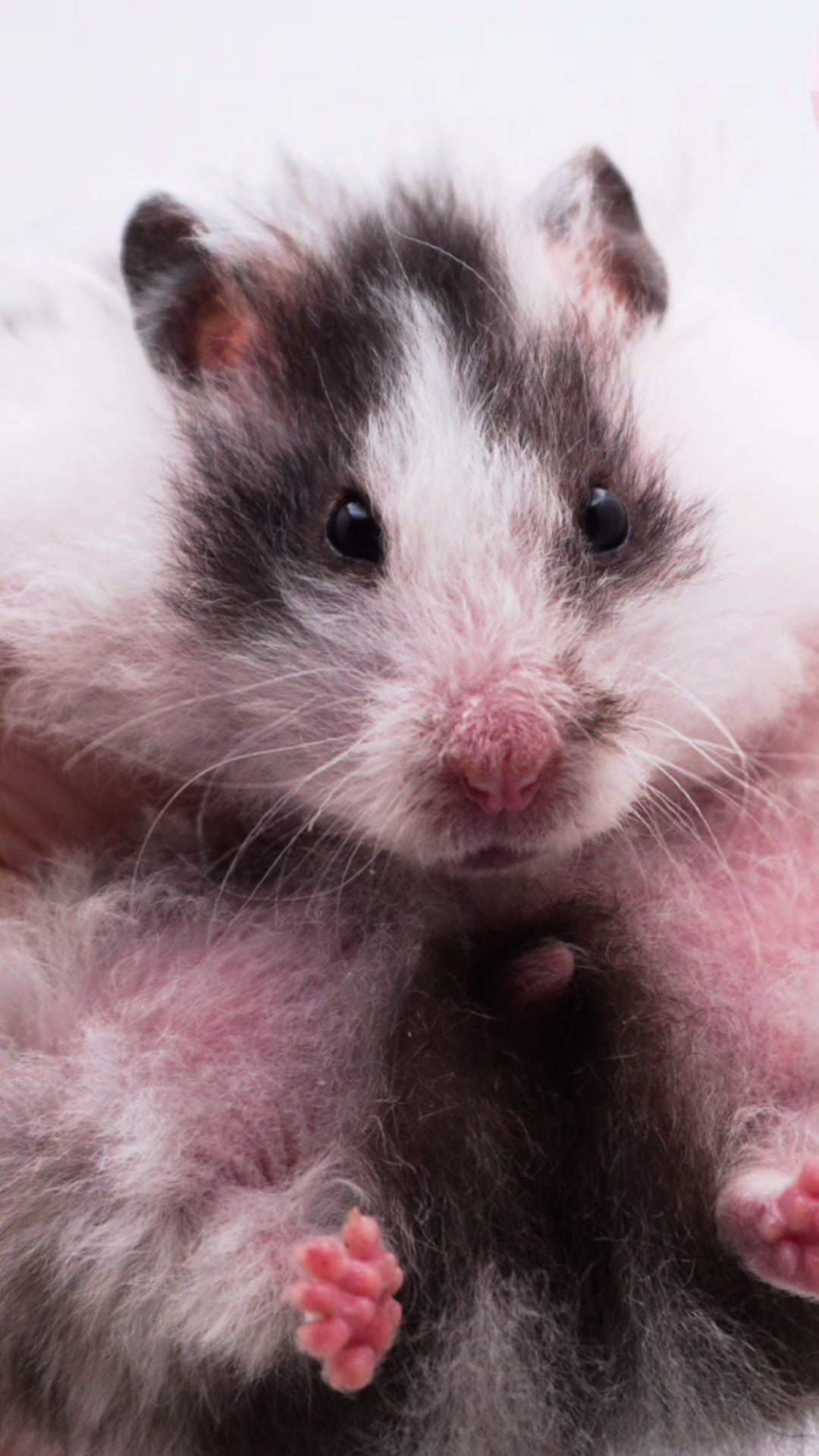 @Milkbun Hamstery 🍡