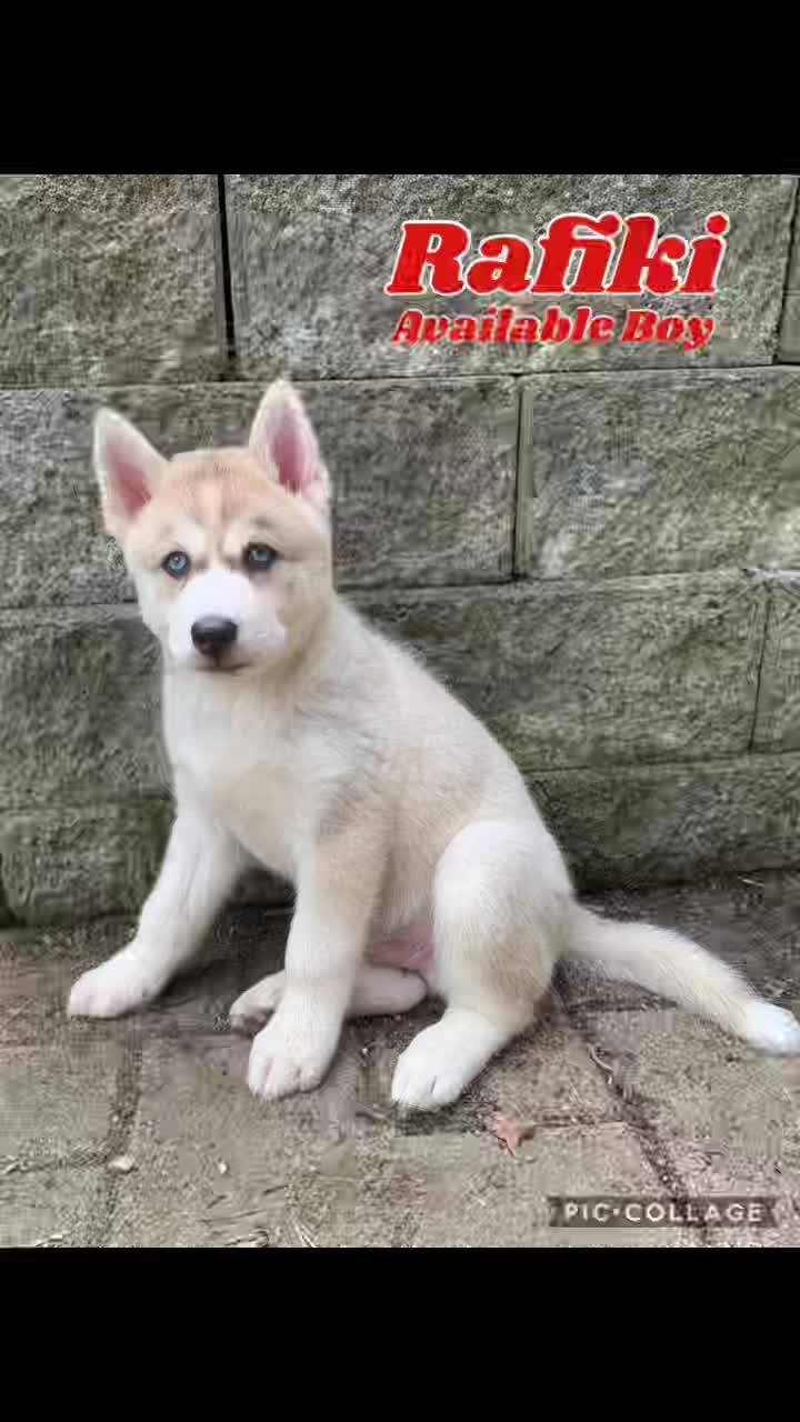 @Lakeside Huskies&rsquo; Haven
