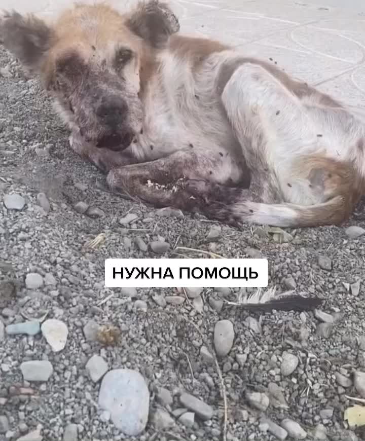 @Елена Белова