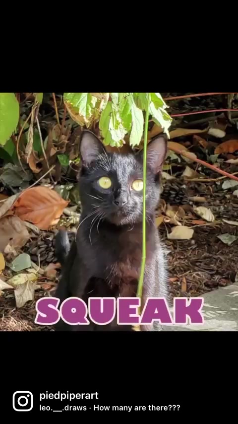 @𝐏𝐢𝐞𝐝 𝐏𝐢𝐩𝐞𝐫