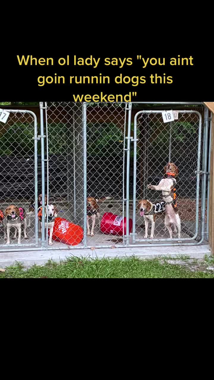 @Under the fence kennels