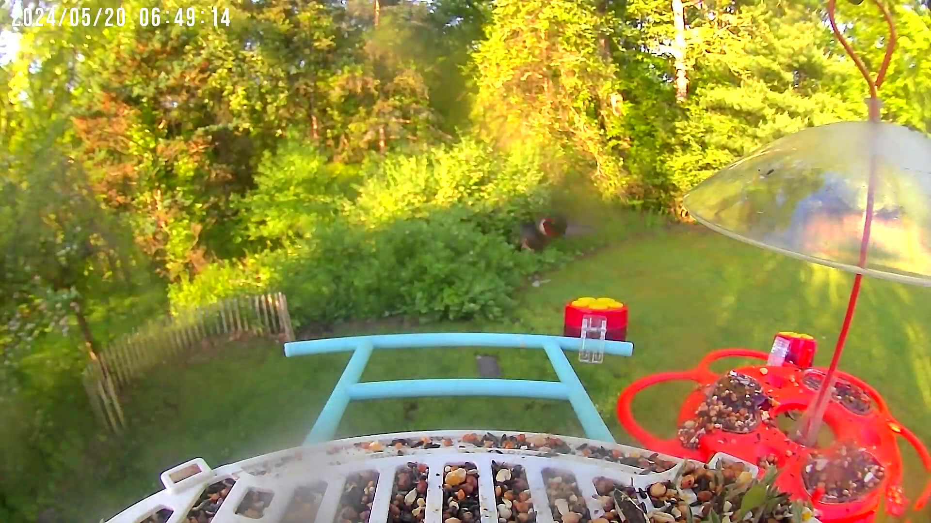 @Bird feeder Cam