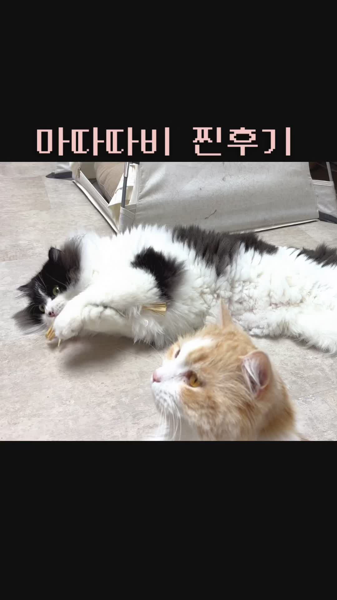 @4냥인생 Hunt 4 Life