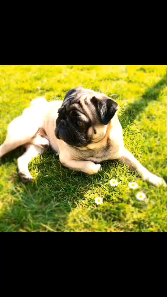 @MR PUG