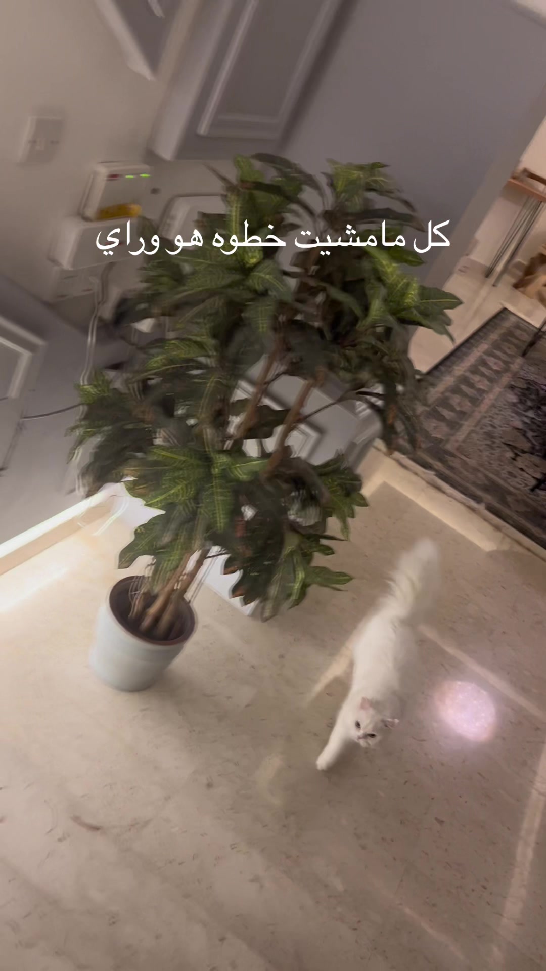 @user39556571203