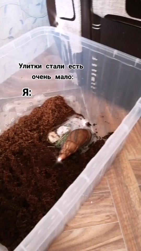@Улиточки🐌💞