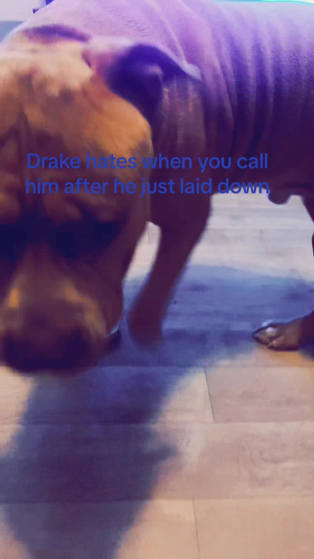 @Drake the Pitbull