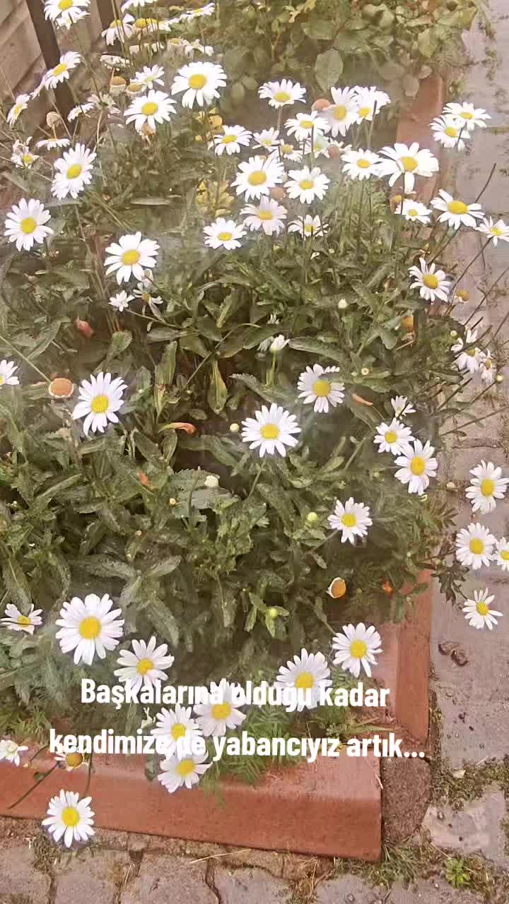 @Taha ÖZER