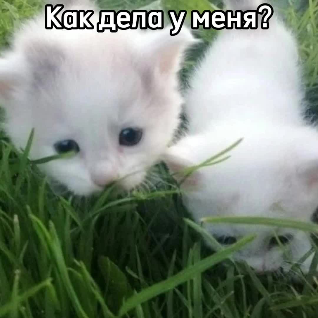 @⊹Херршер котиков⊹