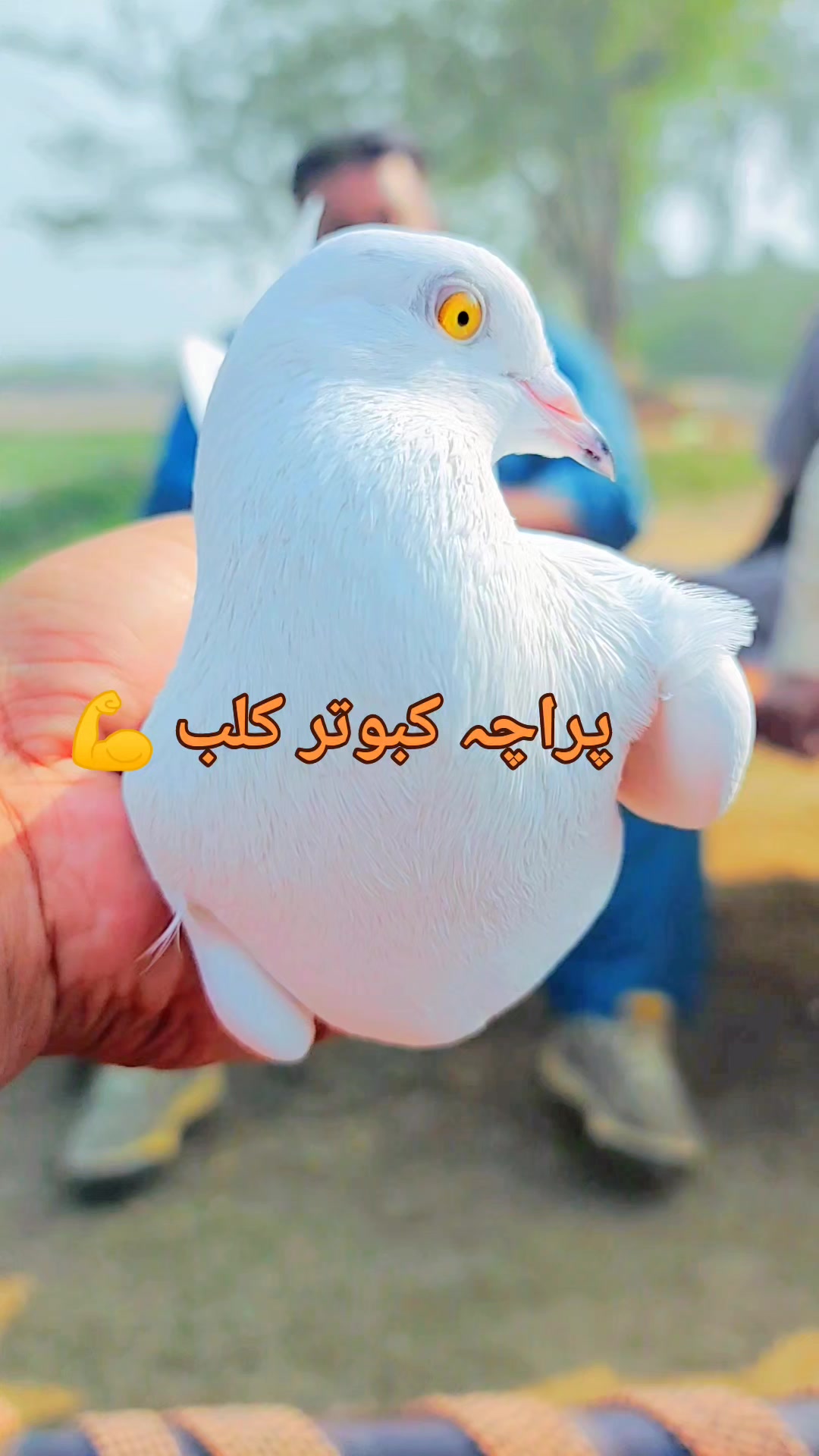 @پراچہ کبوتر کلب💪💪