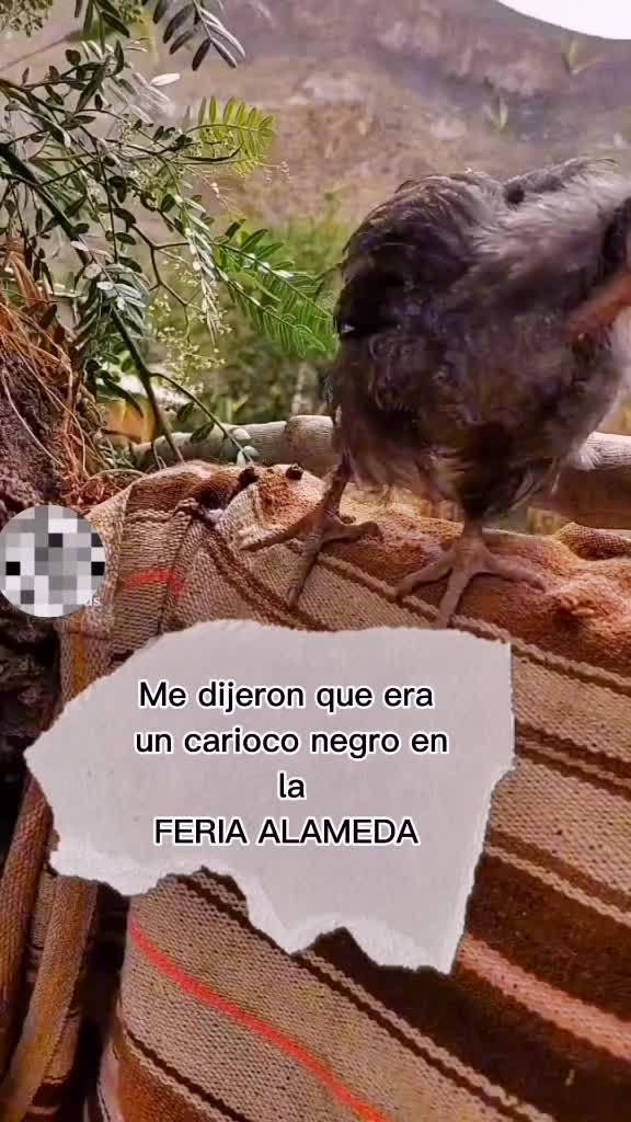 @Howard Cama torres