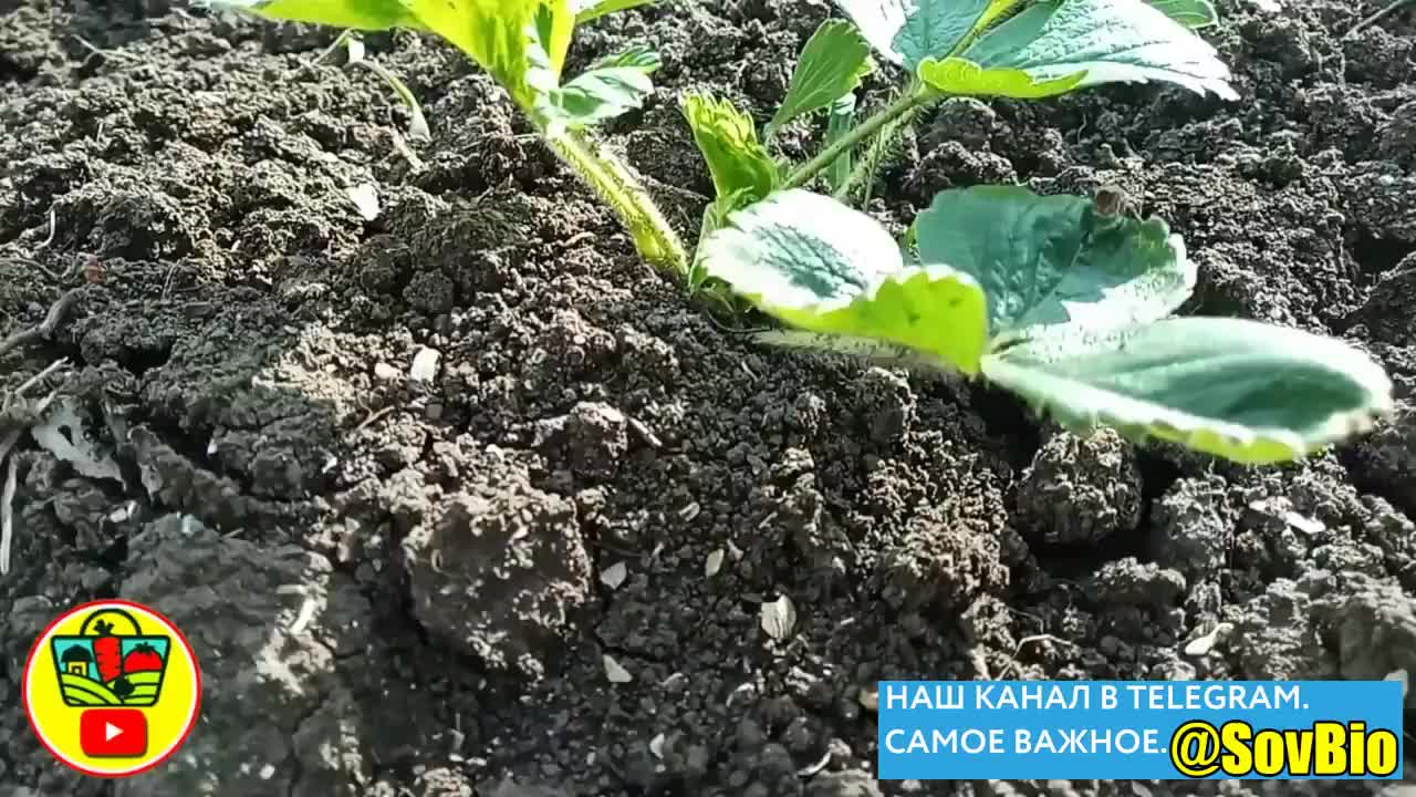 @СОВЕТЫ БИОЛОГА