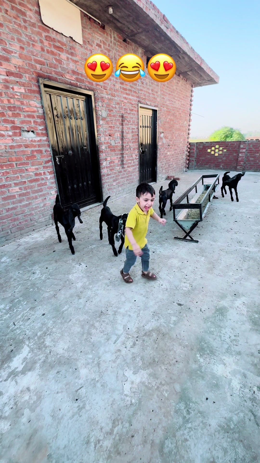 @Chohan Goat Farm Sialkot
