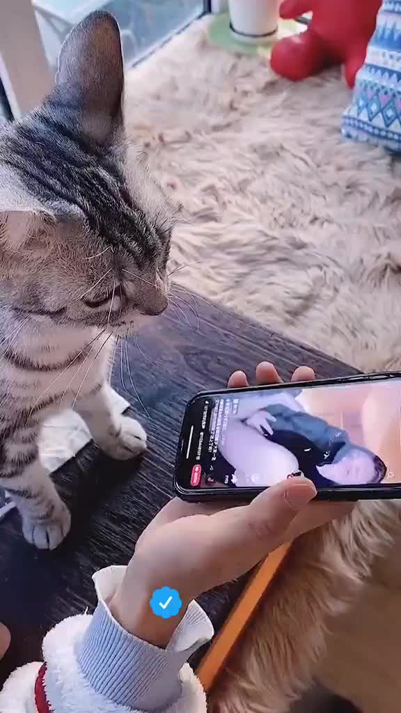 @OneCat