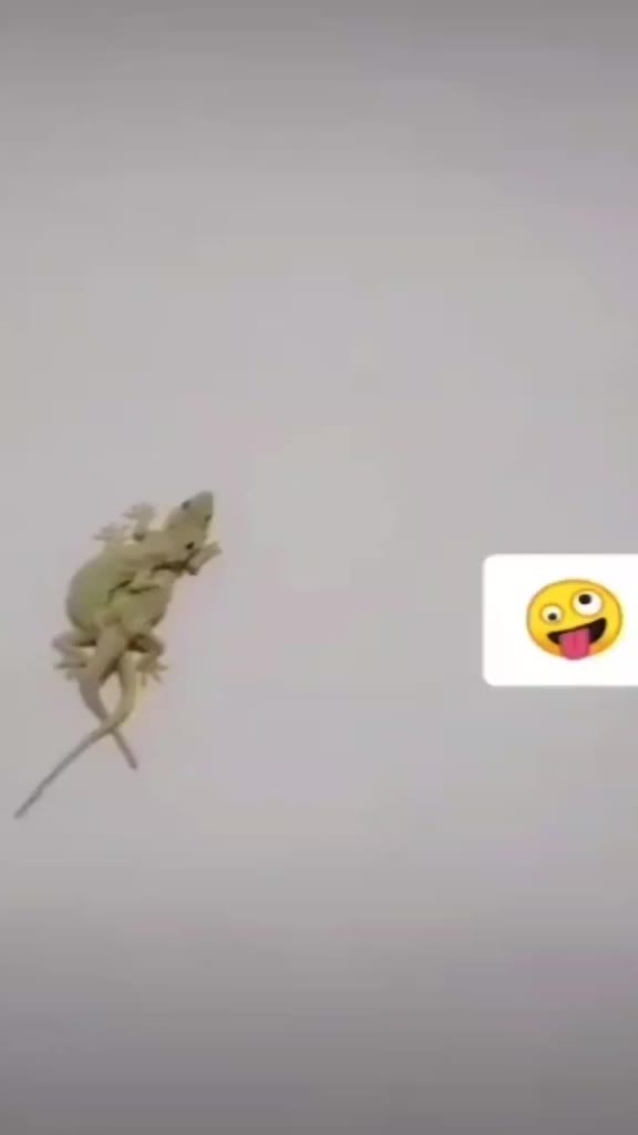 @Goldy1322