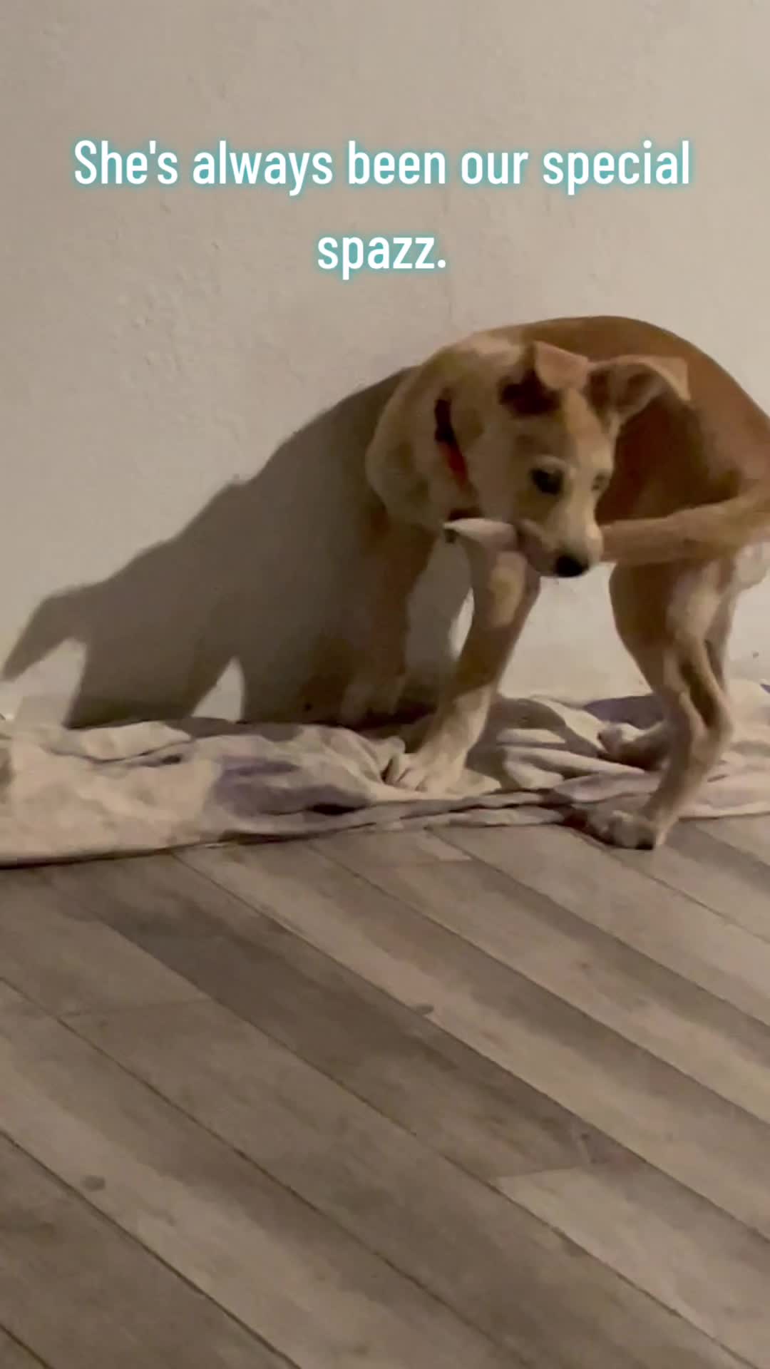 @Bella the Pup