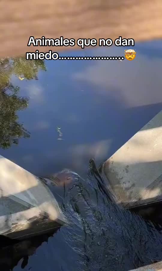 @CURIOSIDADES