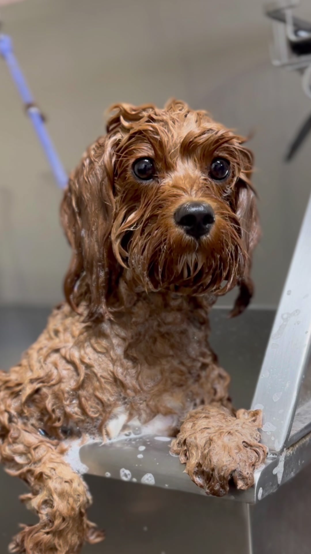 @Dogromat Pet Groomers