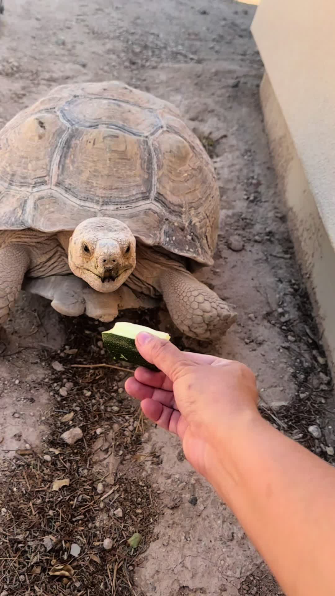 @Rail 🐢