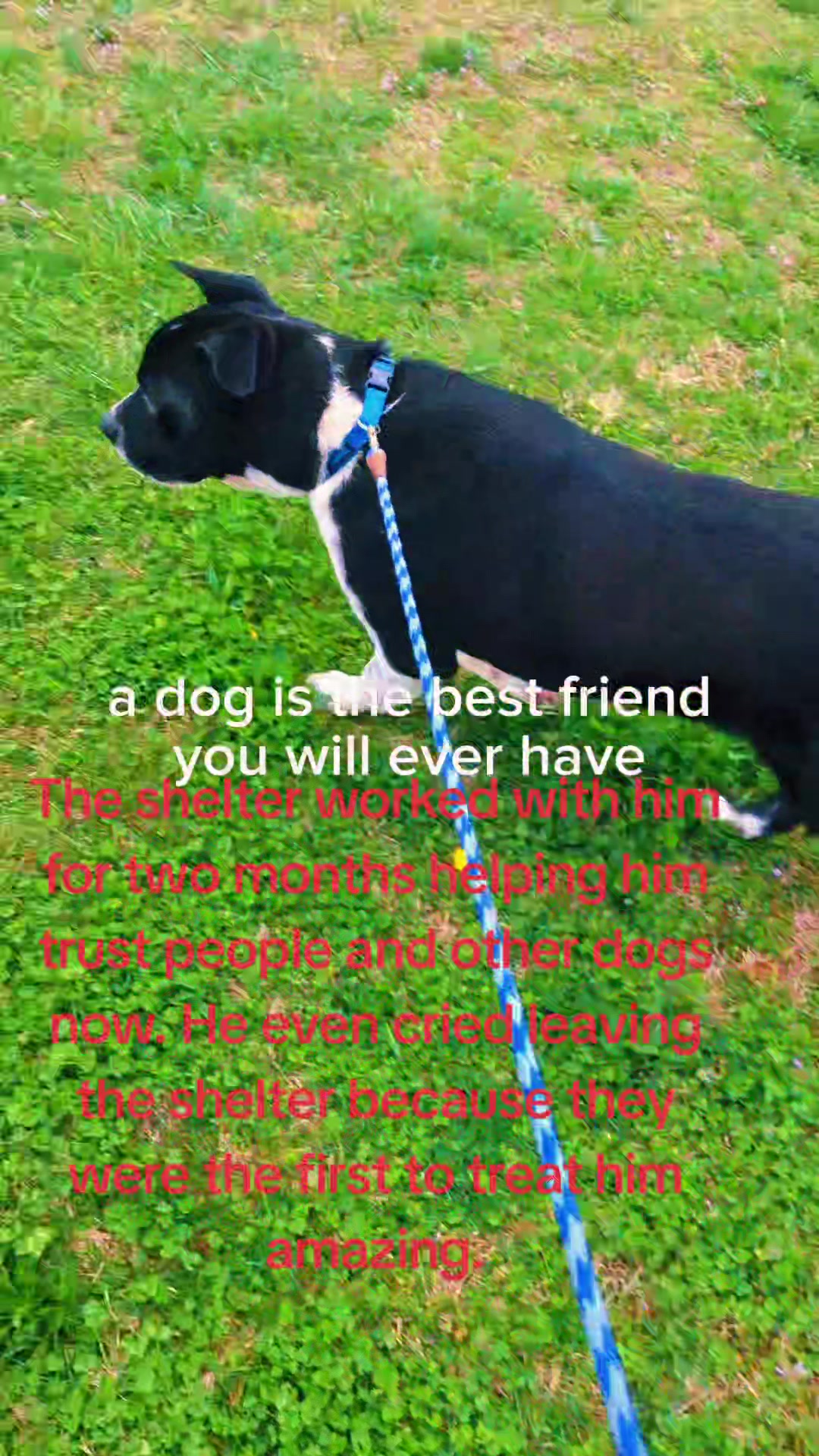 @dachshundclowning