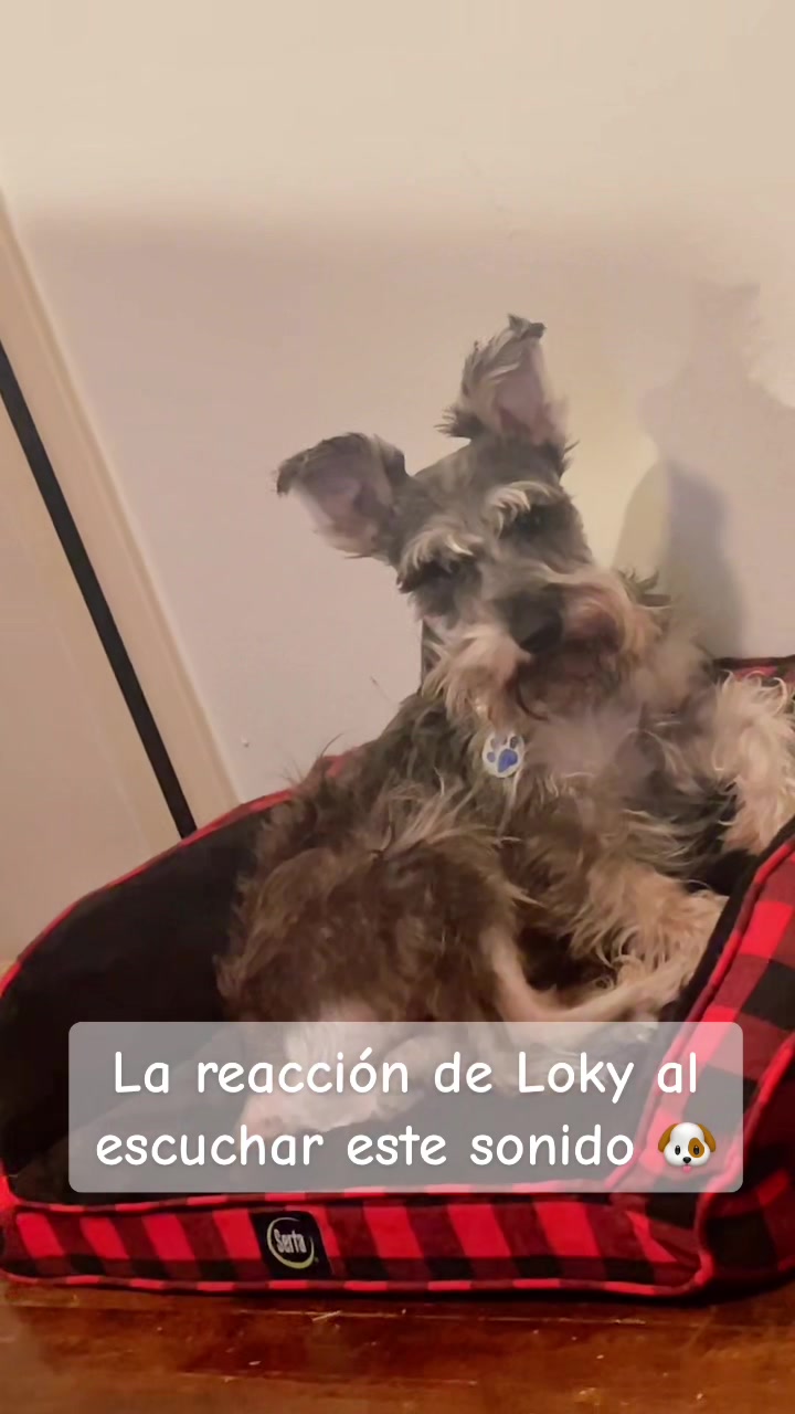 @🐶🐾