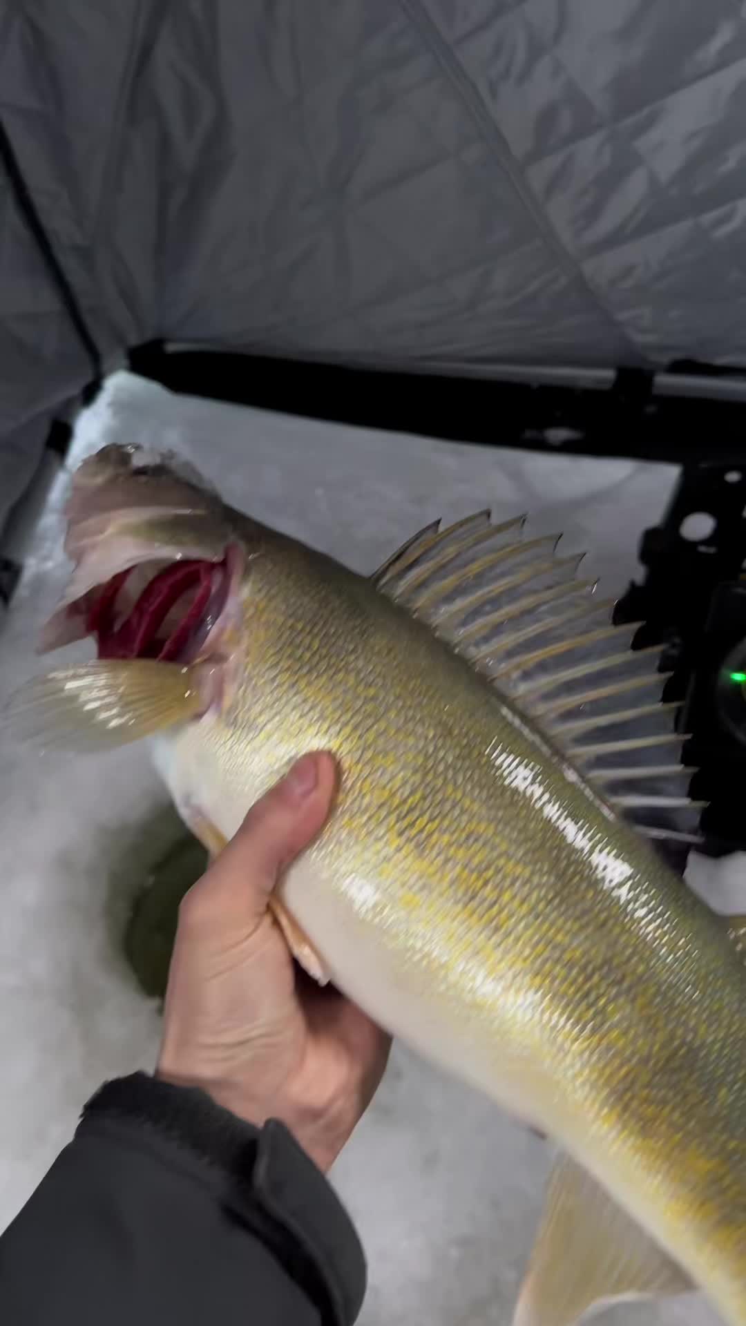 @Walleye Fever