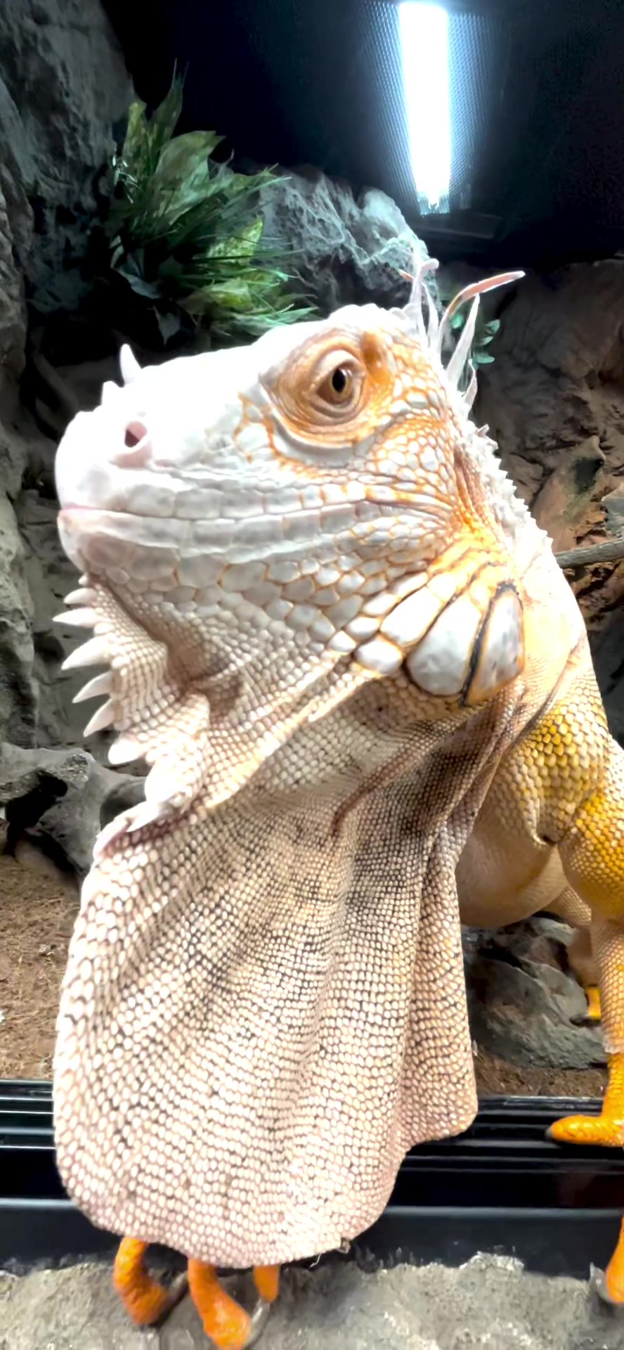 @The Reptarium