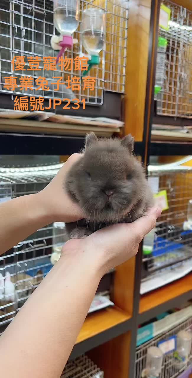 @優荳兔舍-兔子天竺鼠專門店-台灣