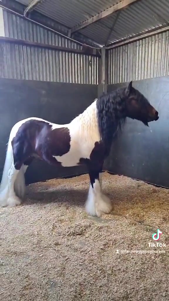 @Faraway Gypsy Horse Stud