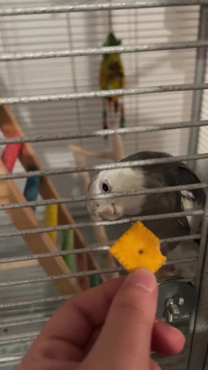 @d&m_reptile_adventure