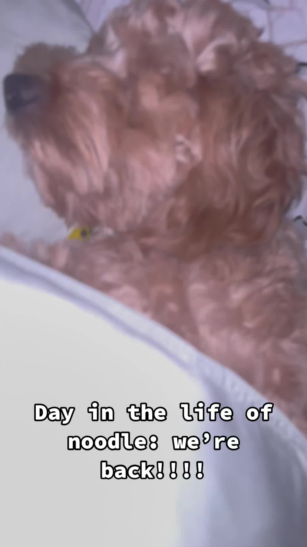 @Nood the Dood
