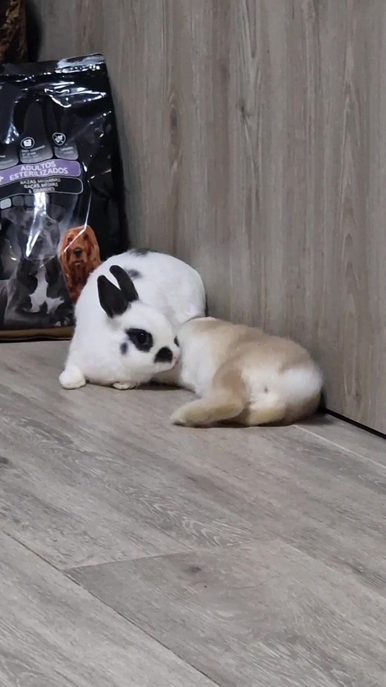 @๐ฐ๐
๐บ๐
/๐๐๐
บ๐
ธ