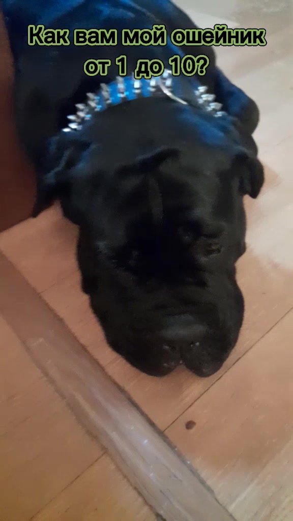 @🐶Dog_tik_tok🐶