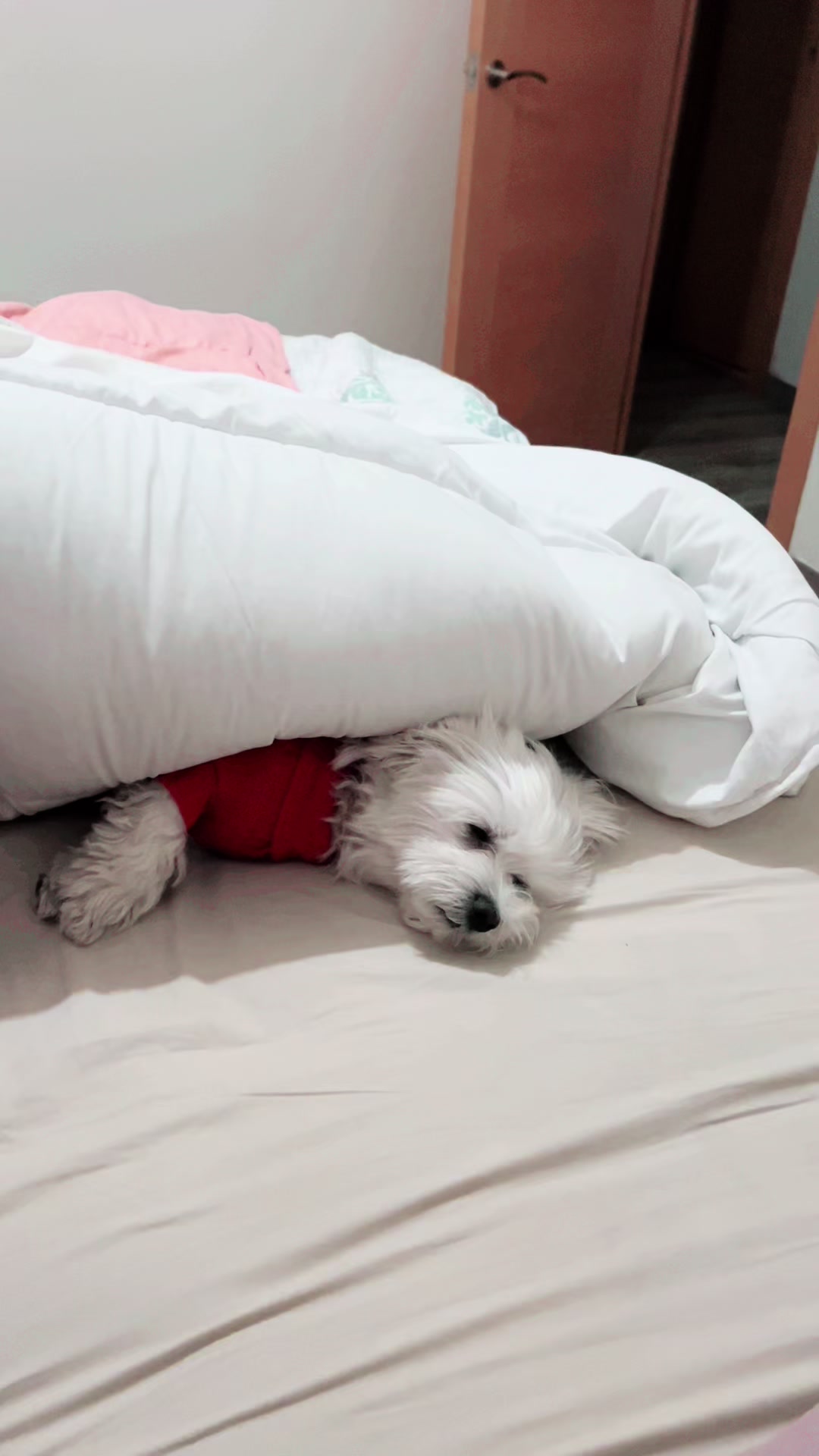 @Darla 🧡🐶🧡