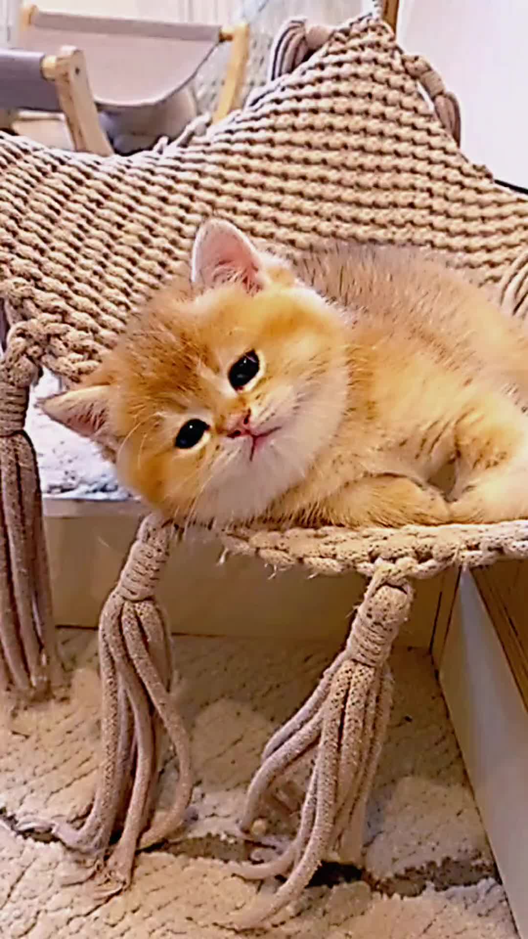 @PET CAT DOG