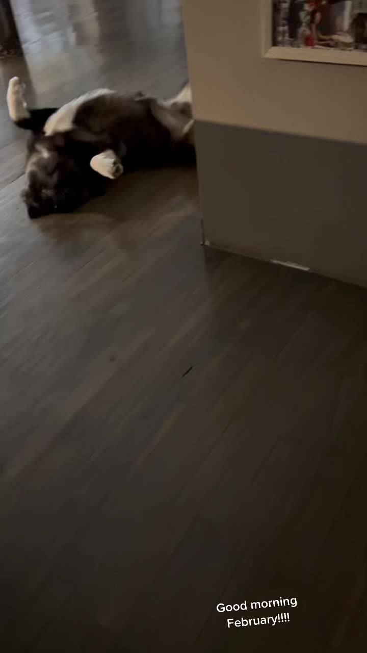 @Akitas.shiba.w