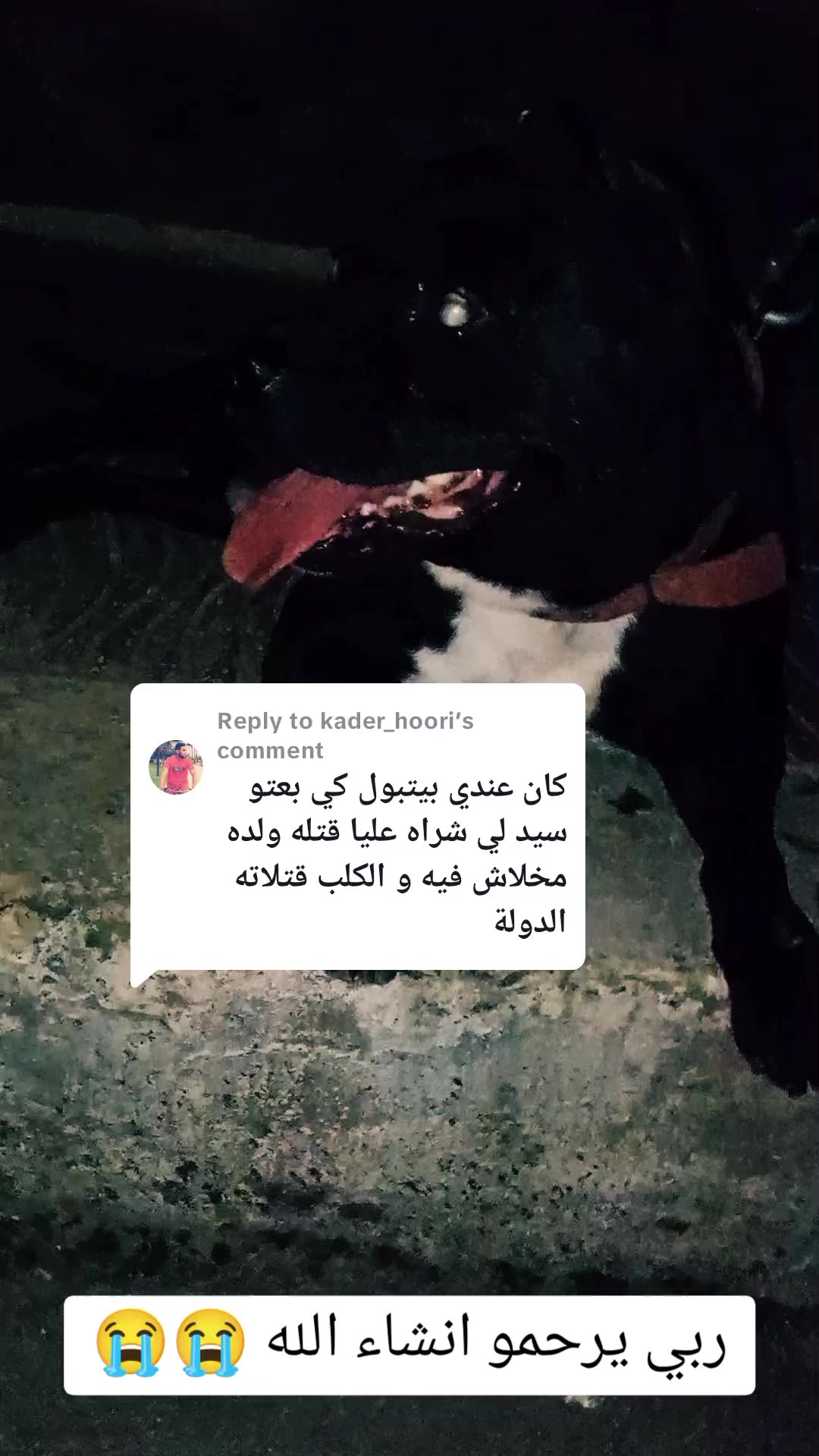 @مزرعة كلاب الدوڨو&البيتبول🔥