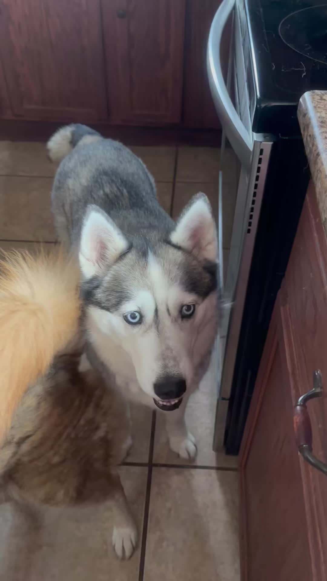 @Husky 6 Pack