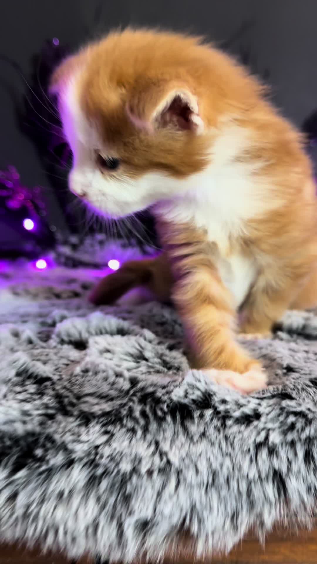 @✨Kristin @ de Empurr’Dune 🐾✨
